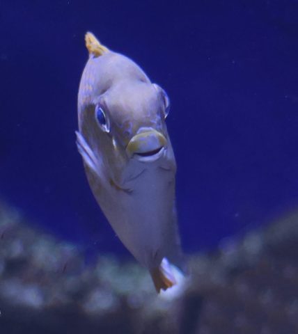 Here's Lookin' At You - Photographer: Lee Goldstein