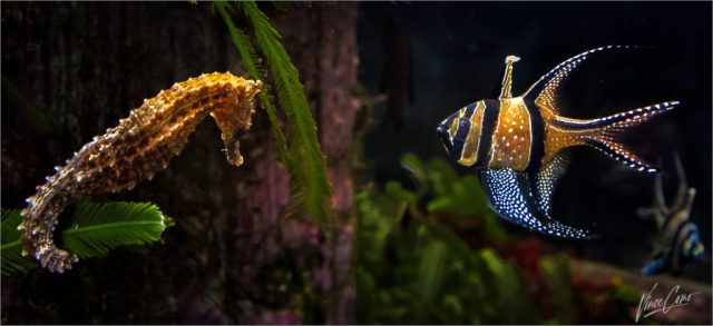 Best Buds Hanging Out - Photographer: Vincent Como