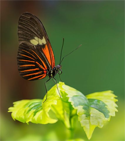 Butterfly On Leaf - Photographer: Ellen Dunn