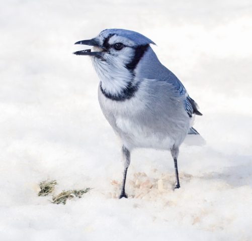 COLOR A - Debbie Garafola: Blue jay in the Snow