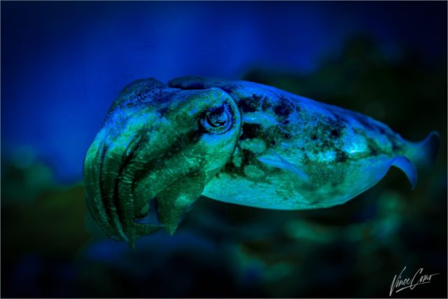 Cuttlefish Blue And Green - Photographer: Vincent Como