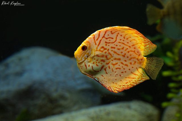 Discus Fish - Photographer: Robert Kaplan
