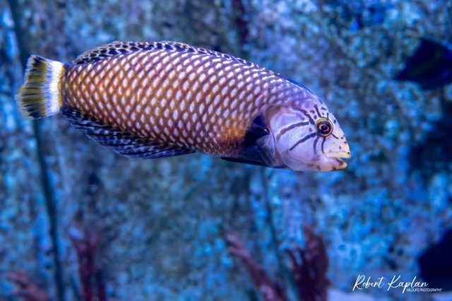 Dragon Wrasse - Photographer: Robert Kaplan