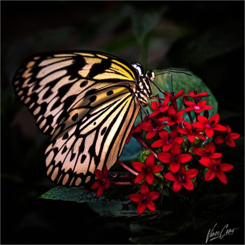 Filling Up On Nectar - Photographer: Vincent Como