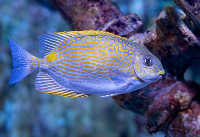 Golden-lined spinefoot - Photographer: Ellen Dunn