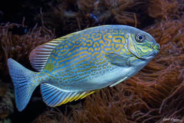 Golden Lined Rabbitfish - Photographer: Robert Kaplan