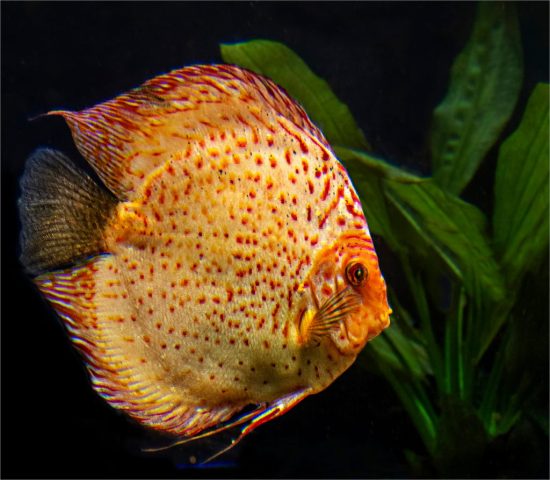 Swimming Past The Green Weeds - Photographer: Ellen Dunn