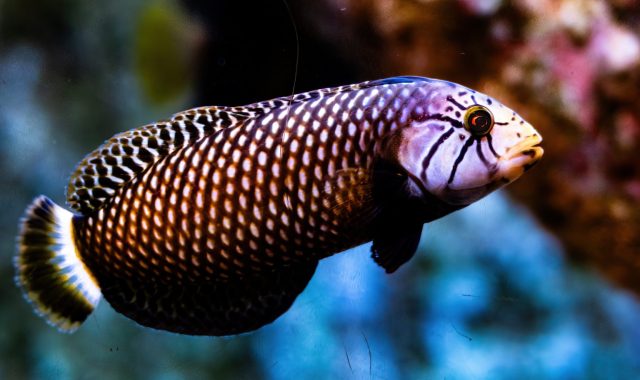 Dragon Wrasse - Photographer: Barry Goldstein