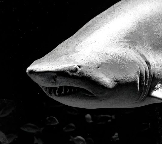 Shark in B&W - Photographer: Barry Goldstein