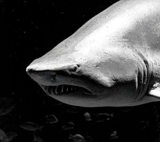 Shark in B&W - Photographer: Barry Goldstein