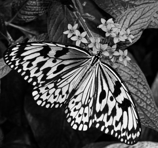 Butterfly in B&W - Photographer: Barry Goldstein
