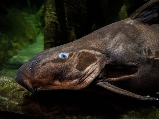 African Lung Fish - Photographer: Bonnie Forman-Franco
