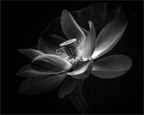 B&W S - Vincent Como: Lotus Blossom