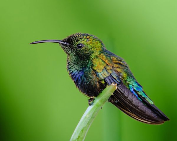 COLOR S - Robert Kaplan: Green Throated Carib