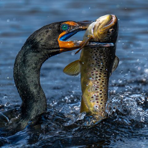 COLOR S - Robert Kaplan: The Big Catch