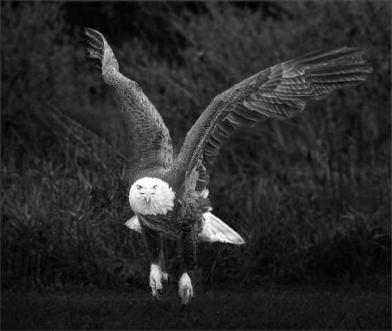 B&W SALON Third Place - Bonnie Forman-Franco: Takeoff