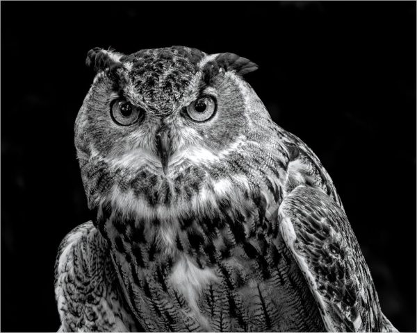 B&W SALON First Place - Vincent Como: Great Horned Owl