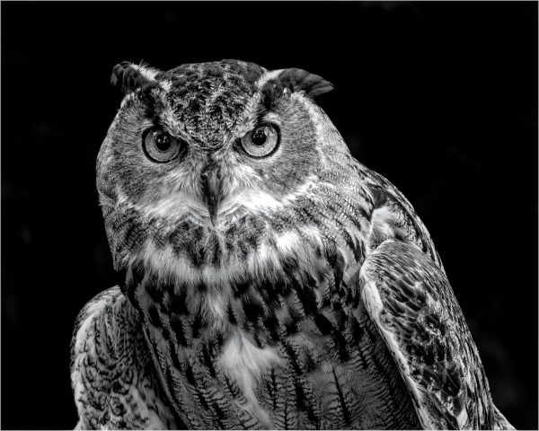 B&W SALON First Place - Vincent Como: Great Horned Owl B&W SALON First Place - Vincent Como: Great Horned Owl