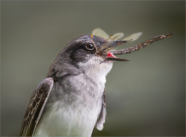 COLOR SALON Second Place - Bonnie Forman-Franco: Green Darner Dragonfly for Lunch