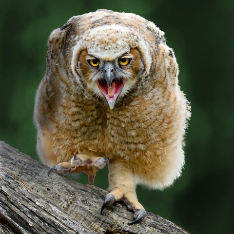 COLOR SALON_First Place - Robert Kaplan: Gagging Owlet