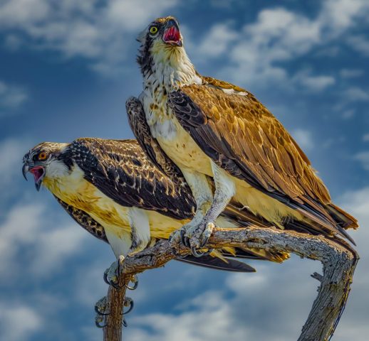 COLOR SALON Third Place - Steven Kessler: Angry Ospreys