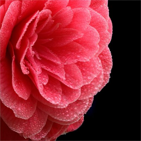 MACRO Second Place - Paul Kelly: Red Camellia with Water Droplets