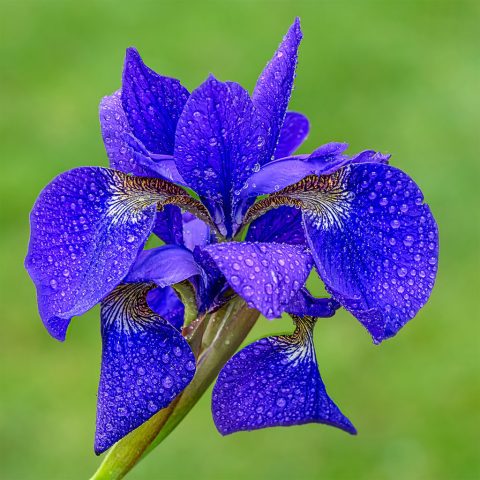 MACRO First Place - Robert Kaplan: Iris Dew