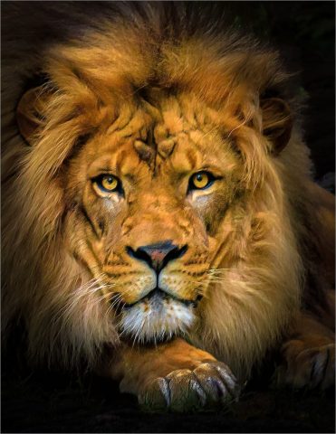 MACRO Third Place - Vincent Como: Lion Portrait