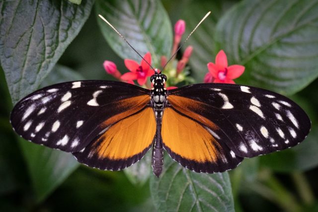 MACRO - Beth Glorioso: The Butterfly Effect
