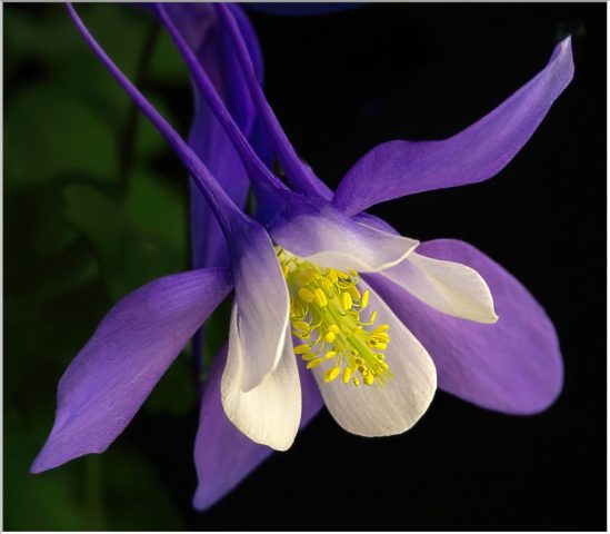 MACRO -Steven Kessler: Yellow Tips 7