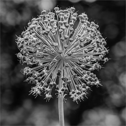 B&W A - Paul Kelly: Monochrome-Allium-Close-Up-Post-Bloom B&W A - Paul Kelly: Monochrome-Allium-Close-Up-Post-Bloom