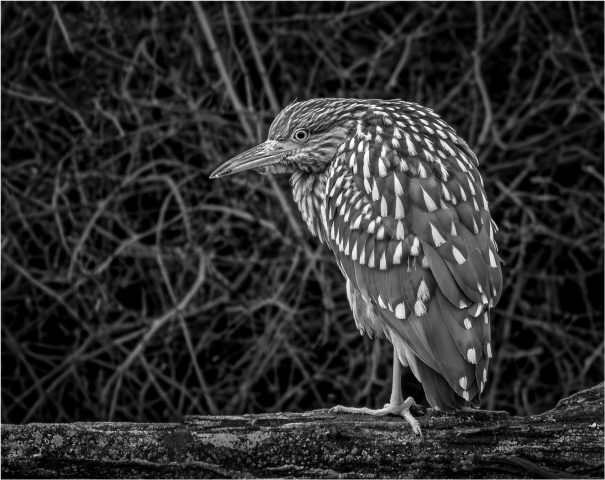 B&W S - Alan Agdern: Just Waiting B&W S - Alan Agdern: Just Waiting
