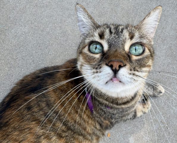 COLOR A - Linda Volin: MEOW! COLOR A - Linda Volin: MEOW!