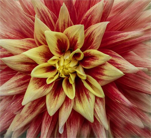 COLOR B - Cheryl Marmon-Halm: Dahlia COLOR B - Cheryl Marmon-Halm: Dahlia