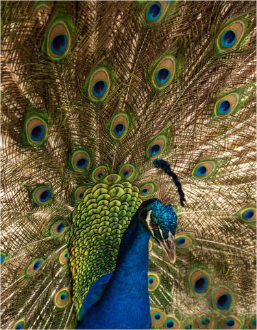 COLOR B - Cheryl Marmon-Halm: Peacock COLOR B - Cheryl Marmon-Halm: Peacock