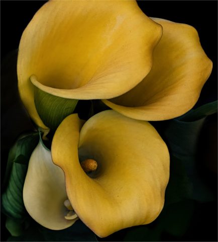MACRO - Ellen Dunn: Yellow Calla Lilies MACRO - Ellen Dunn: Yellow Calla Lilies