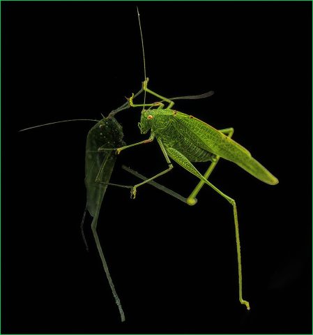 MACRO - Robert Kaplan: Katydid on a Car Window MACRO - Robert Kaplan: Katydid on a Car Window